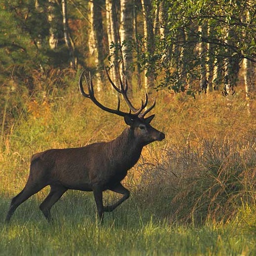 Procedura szacowania szkód łowieckich w 2019 r.