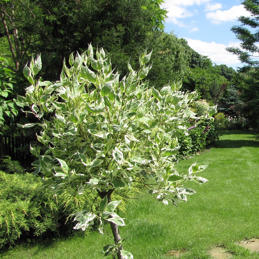 Wycinanie drzew na prywatnej nieruchomości