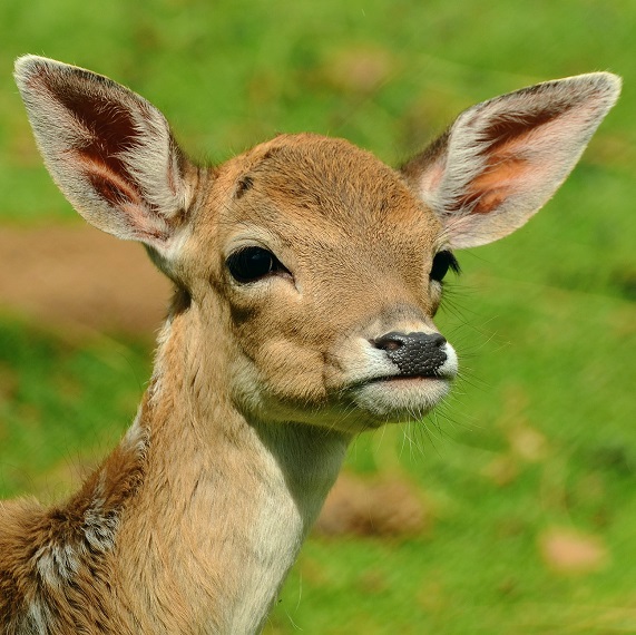 Szkody łowieckie ?  kiedy do sądu administracyjnego, a kiedy do sądu powszechnego?