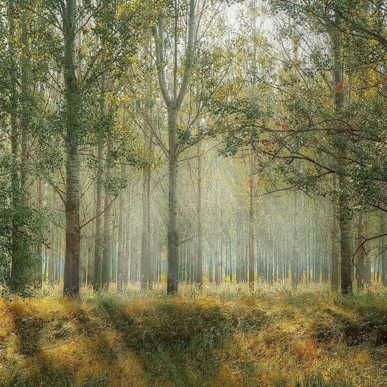 Od wczoraj wszyscy jesteśmy w lesie