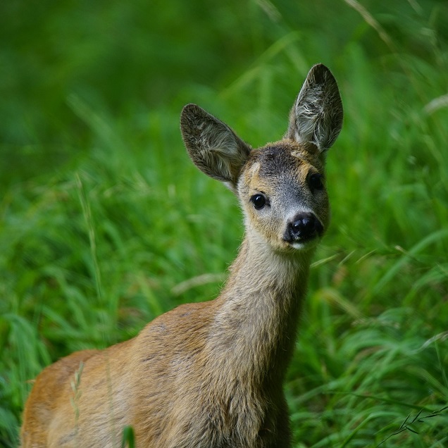 Alternatywne metody dochodzenia odszkodowań za szkody łowieckie w świetle kontroli NIK-u